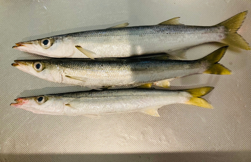 カマスの釣果