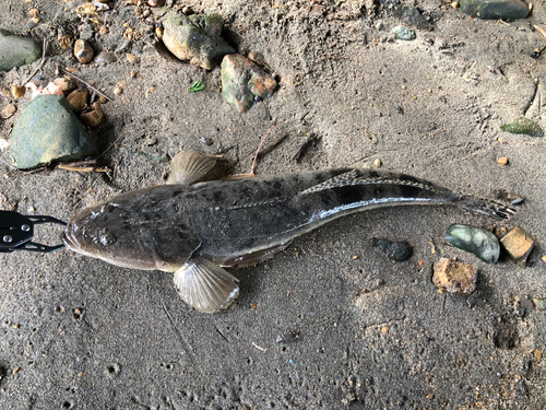 マゴチの釣果