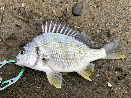 キビレの釣果