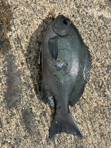 メジナの釣果