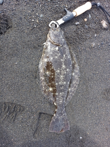 ヒラメの釣果