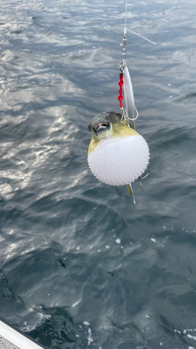 シロサバフグの釣果