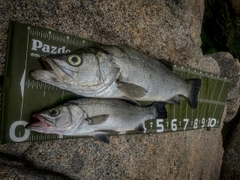 ヒラスズキの釣果