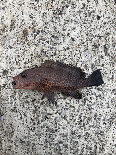 オオモンハタの釣果