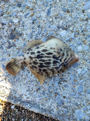 カワハギの釣果