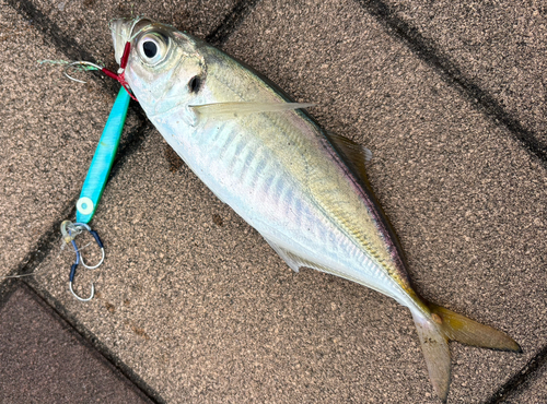 マアジの釣果