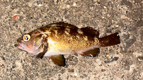 エゾメバルの釣果