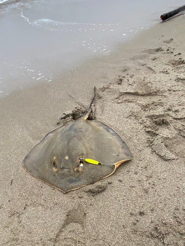 アカエイの釣果