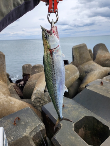 サゴシの釣果