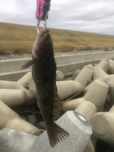 アイナメの釣果