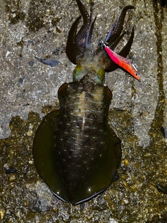 アオリイカの釣果