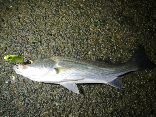 フッコ（マルスズキ）の釣果