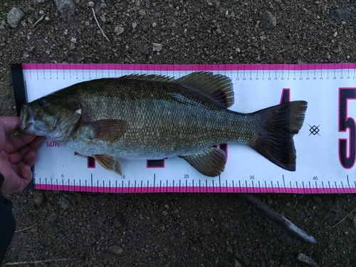 スモールマウスバスの釣果