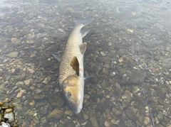 ニゴイの釣果