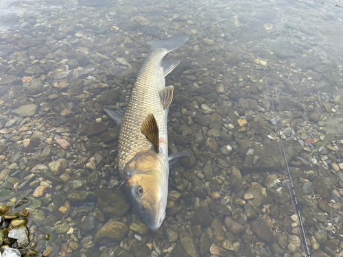 ニゴイの釣果