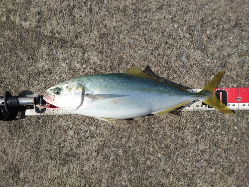 イナダの釣果