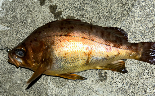 メバルの釣果