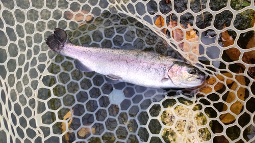 ニジマスの釣果