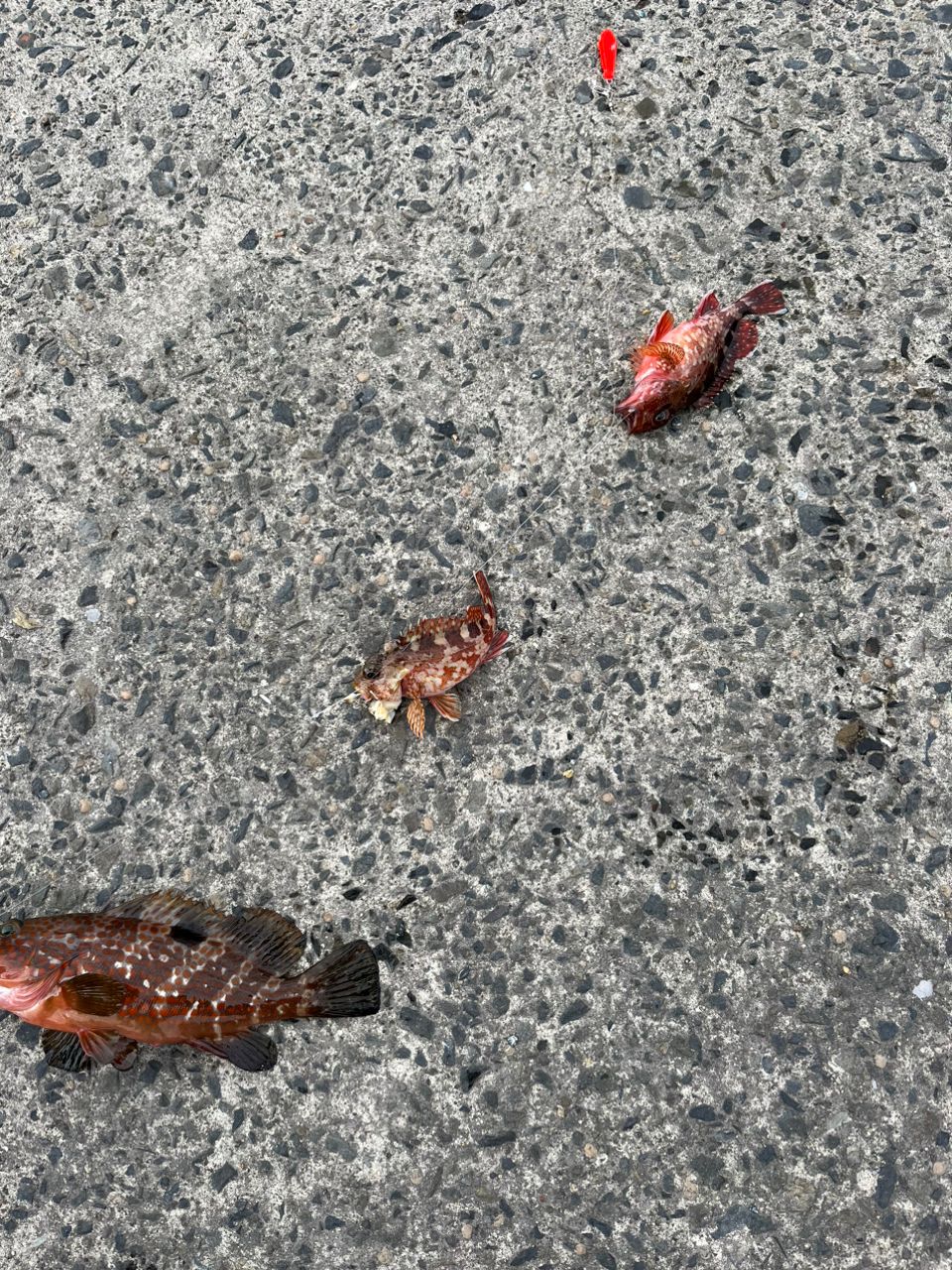 釣り好ききーたんさんの釣果 2枚目の画像