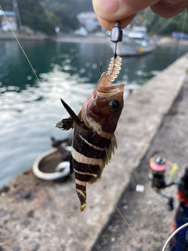 アオハタの釣果