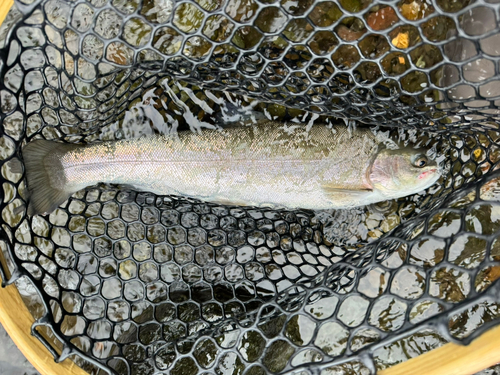 ニジマスの釣果