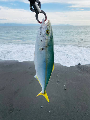 ワカシの釣果