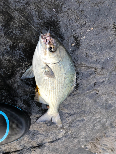 ババタレの釣果