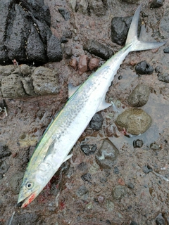 サゴシの釣果