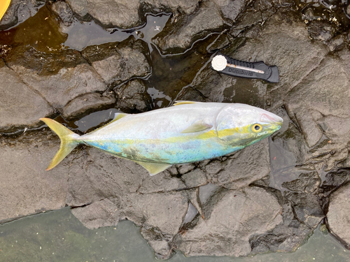 イナダの釣果