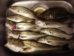 ヒラメの釣果