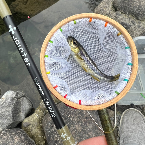 カワムツの釣果