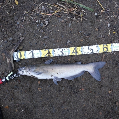 アメリカナマズの釣果