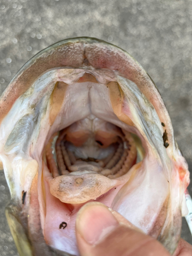 ラージマウスバスの釣果