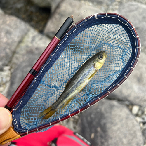 カワムツの釣果