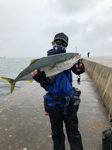 ワラサの釣果