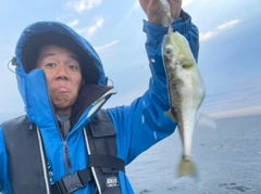 シロサバフグの釣果