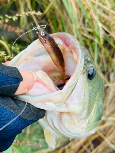 ブラックバスの釣果