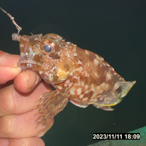 カサゴの釣果