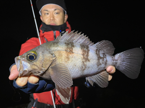 シロメバルの釣果