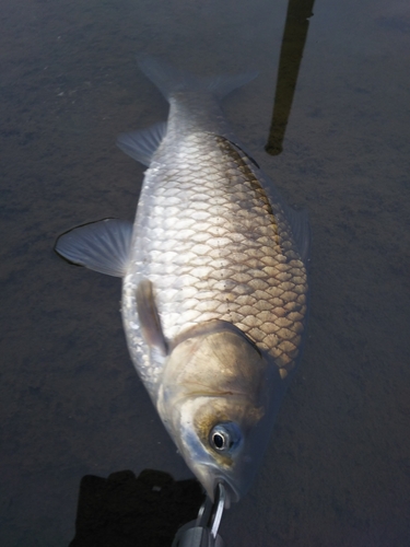 フナの釣果