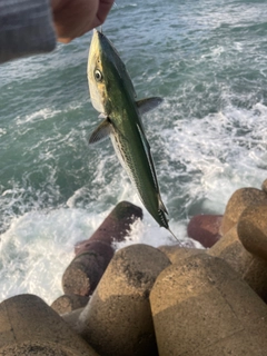 サゴシの釣果