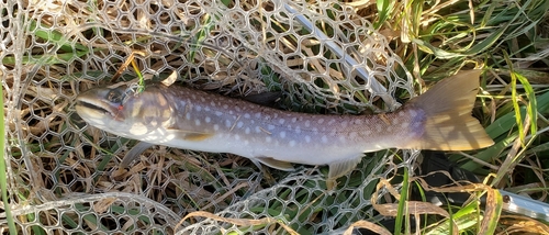 アメマスの釣果