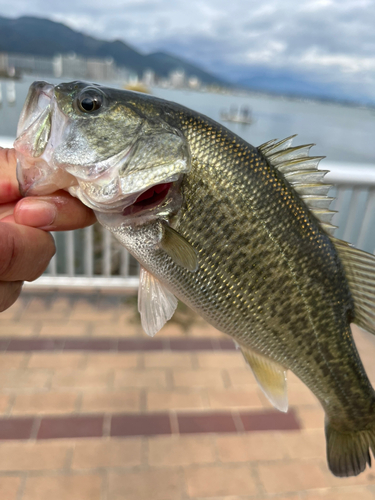 ラージマウスバスの釣果