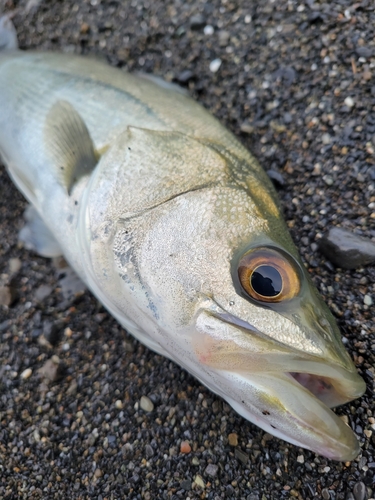 スズキの釣果