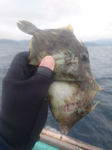 カワハギの釣果