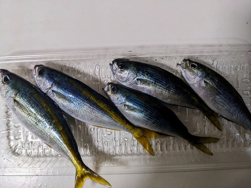 タカベの釣果