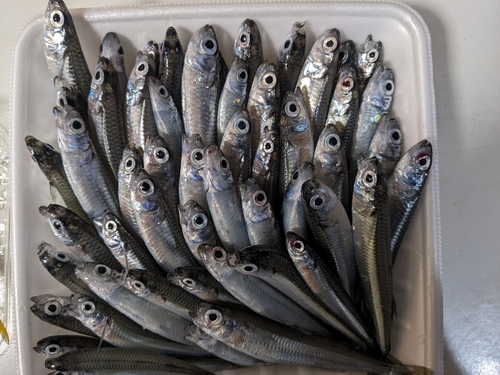 トウゴロウイワシの釣果