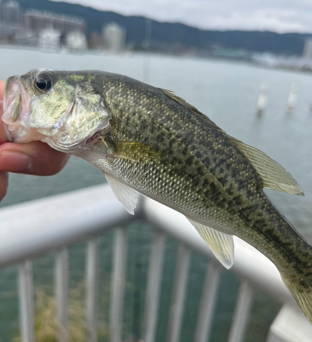 ラージマウスバスの釣果