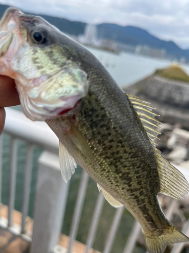 ラージマウスバスの釣果