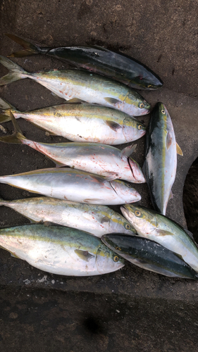 イナダの釣果